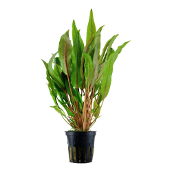 Cryptocoryne undulata 'Broad Leaf' - potte