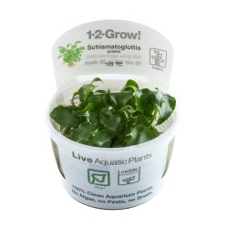 Schismatoglottis prietoi - 1-2-grow