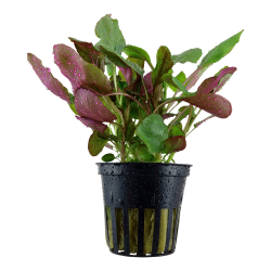 Lobelia cardinalis - potte