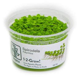 Spirodela polyrrhiza - 1-2-grow