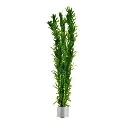 Egeria Densa - bundt i keramikringe