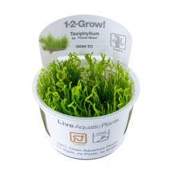 Taxiphyllum sp. Flame Moss - 1-2-grow