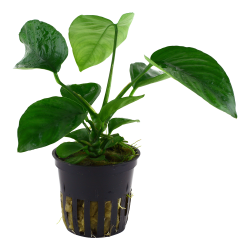 Anubias barteri var. caladiifolia - potte