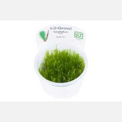 Taxiphyllum sp. 'Spiky Moss' - 1-2-grow