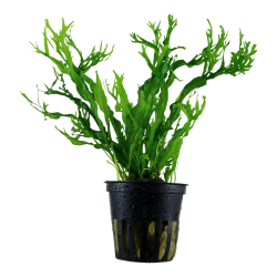 Microsorum pteropus 'Windeløv' - potte