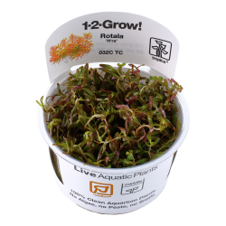 Rotala rotundifolia 'H'ra' - 1-2-grow