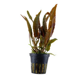 Cryptocoryne usteriana - potte
