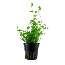 Bacopa australis - potte