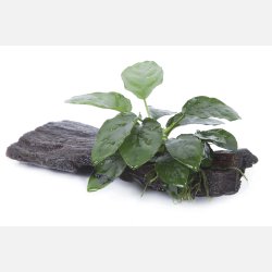 Anubias barteri var. nana på rod