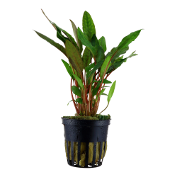 Cryptocoryne beckettii 'Petchii' - potte