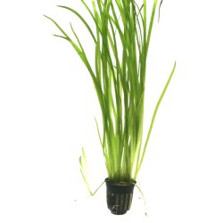 Vallisneria spiralis 'Tiger' - potte