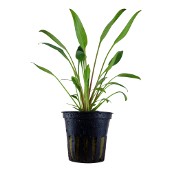 Cryptocoryne x willisii - potte