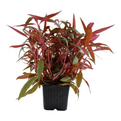 Alternanthera reineckii 'Pink' - XL potte