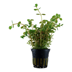 Rotala rotundifolia - potte