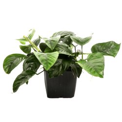 Anubias barteri var. caladiifolia - XL potte