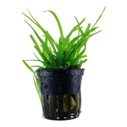 Sagittaria subulata - potte