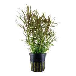 Pogostemon stellatus - potte