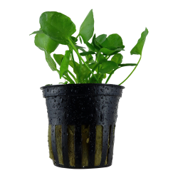 Nymphoides hydrophylla 'Taiwan' - potte