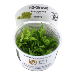 Pogostemon helferi - 1-2-grow