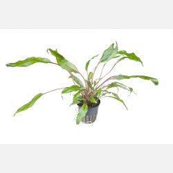 Cryptocoryne wendtii 'Green' - potte