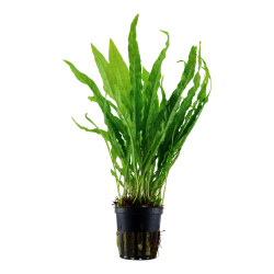 Microsorum pteropus - potte