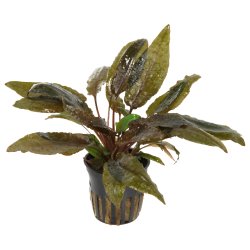 Cryptocoryne wendtii 'Tropica' - potte