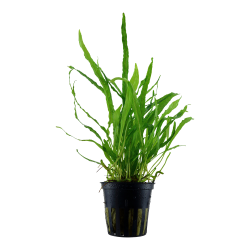 Microsorum pteropus 'Narrow' - potte