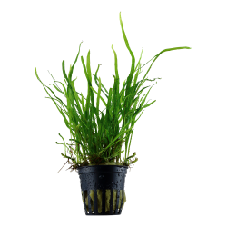  Microsorum pteropus 'Trident' - potte