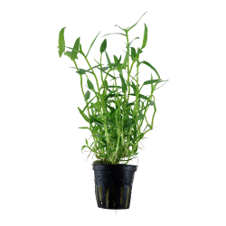 Murdannia keisak - potte