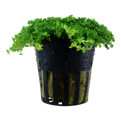 Micranthemum callitrichoides Cuba - potte