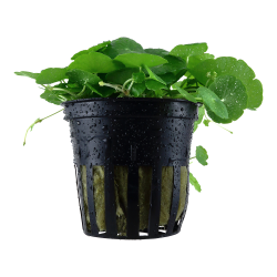 Hydrocotyle verticillata - potte