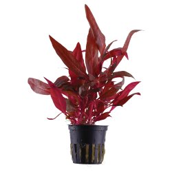 Alternanthera reineckii 'Rosanervig' - potte