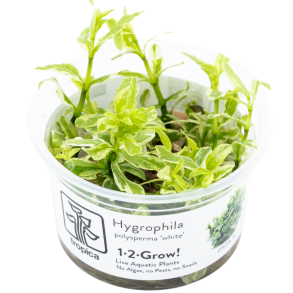 Hygrophila polysperma 'White' - 1-2-grow