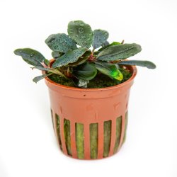 Bucephalandra sordidula 'Blue' - potte