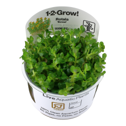 Rotala indica 'Bonsai' - 1-2-grow