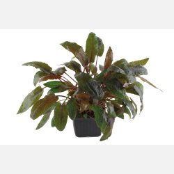 Cryptocoryne wendtii 'Tropica' - XL potte