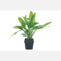 Echinodorus grisebachii 'Bleherae' - XL potte