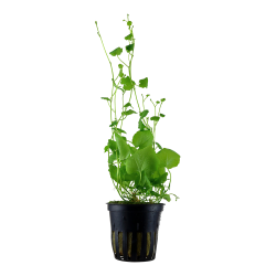 Cardamine lyrata - potte