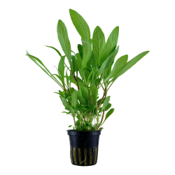 Hygrophila costata - potte