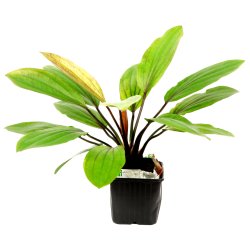 Echinodorus 'Ros' - XL potte