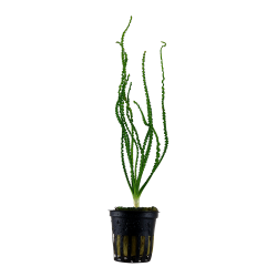 Crinum calamistratum - potte