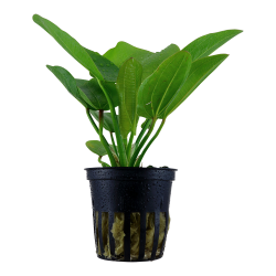 Echinodorus 'Aquartica' - potte