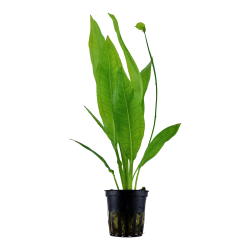 Echinodorus grisebachii 'Bleherae' - potte