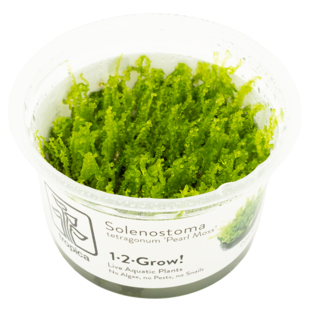 Solenostoma tetragonum 'Pearl Moss' - 1-2-grow
