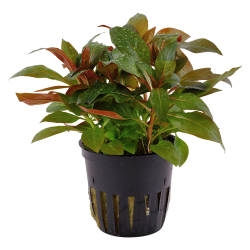 Ludwigia glandulosa - potte