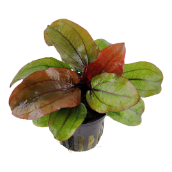 Echinodorus 'Reni' - potte