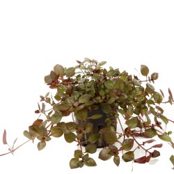 Ludwigia palustris 'Super Red' - potte