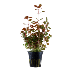 Ludwigia palustris 'Super Red' - potte