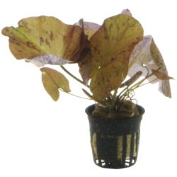 Nymphaea lotus - potte