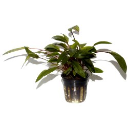 Cryptocoryne undulata 'Broad Leaf' - potte